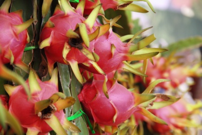 Cây Thanh Long chĩu quả giá tiền triệu hút khách